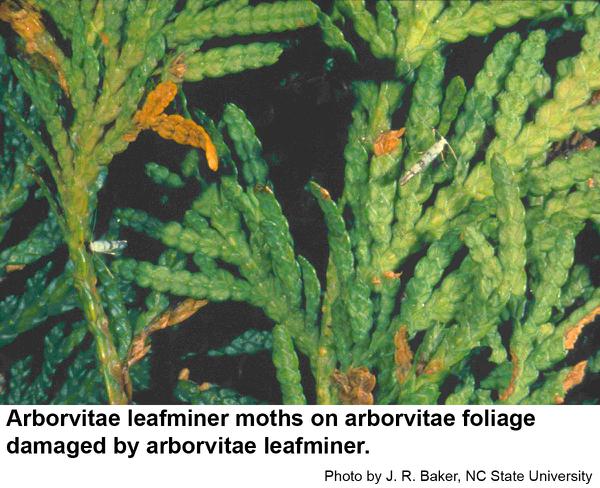 Thumbnail image for Arborvitae Leafminer